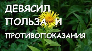 Девясил. Лечебные свойства и противопоказания.