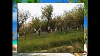 Arcut kendi- yeni 1 hisse