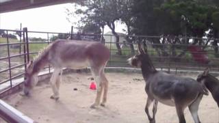 Mammoth Donkey bossed by little donks