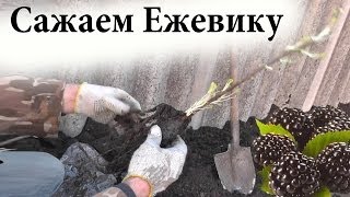 Как сажать ежевику / Садим ежевику в грунт