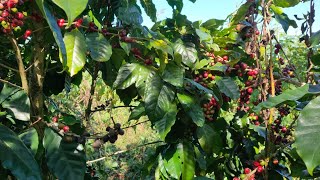 ถางไร่กาแฟมื้อที่สอง | second day in the coffee garden | ຕັດຫຍ້າມື້ທີ່ສອງ