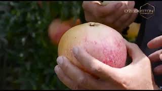 Mening bog`im | Сурхондарёда анор боғини барпо қилган боғбон [23.10.2019]
