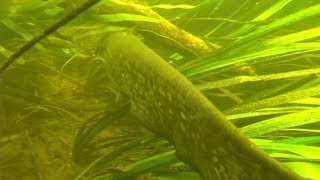 Северский Донец 2019 под водой