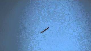 カラスに攻撃される鷲型型ラジコン　大宮田んぼRCグライダークラブ112