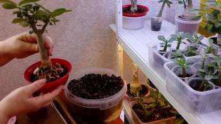 09.  Адениумы. Пересаживаем укоренённый  черенок и формируем корни