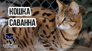 Кошка саванна / Интересные факты о кошках