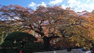 秩父・長瀞の紅葉【東郷公園・西善寺・長瀞岩畳・月の石もみじ公園・宝登山神社】〜2017年11月16日〜