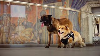 Хороший мальчик: единственный в России корги-полицейский ушёл на пенсию