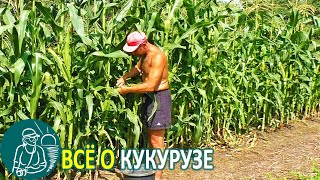 Всё о кукурузе Выращивание кукурузы конвейерным способом по технологии Гордеевых