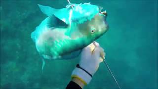 夏、久高島、魚突き、ゲンナー、アカジン、素潜り漁師