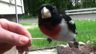Rose Breasted Grosbeak Bird Hit The Window