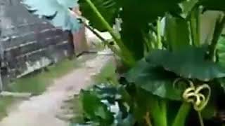 Virall Terbaru Penculikan Anak alias Anak ayam