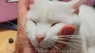 猫のゴロゴロ音ASMR 猫語翻訳にゃんトーク 猫の休日