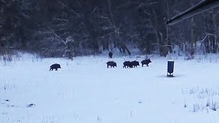 Охота #172 на вышке, вышло стадо