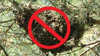 Могут ли рои пчел самостоятельно поселяться на своей пасеке