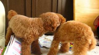 チラシをグシャグシャにする犬達