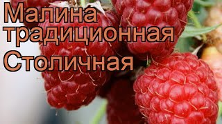 Малина традиционная Столичная (rubus) ? малина Столичная обзор: как сажать саженцы малины Столичная