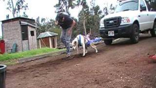 Hawaii's strongest  dog    Doc pulls my truck