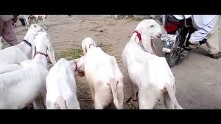 Pure rajanpuri beautiful gulabi goats munsab rates 03419019601