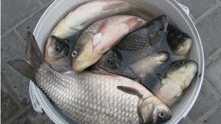 Более 73 лет эта рыболовная насадка лидирует по карасю -ЖИДКОЕ ТЕСТО--Забытые секреты на карася.