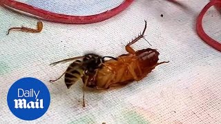 Wasp and cockroach filmed in fierce battle leaving one HEADLESS