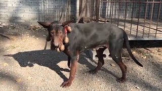 狗市碰到一只苏联红犬，大的狗一条七八千，小狗的才五六百