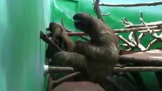 Lajhár és a láthatatlan zongora - Sloth Plays an Piano
