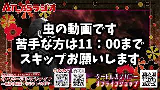 【お便り】イギリス　サマセット州にて怪人ギンプマンが法廷出廷　ATL5th132