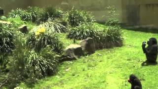 Kibabu and Family at Mogo Zoo