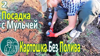 ???? Посадка картофеля без полива в жаре и засухе ⯇2⯈ Траншейная посадка картошки и мульчирование