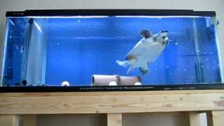 スッポンモドキ　(Pig nose Turtle) の、『ぽっちゃんの120cm水槽』