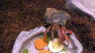 The life of a Hermit Crab!