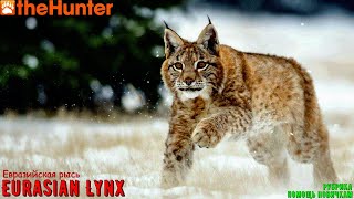 ♢ theHunter Classic ➫ Рубрика: Помощь новичкам ➫ Eurasian Lynx part I ♢