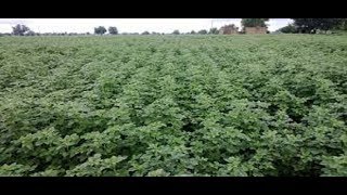 ग्‍वार सीड में इन लेवल को रखेंगे ध्‍यान, तो होगा फायदा Levels for Guar seed future trade