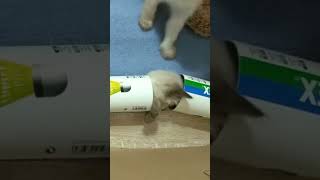 Kitten play. Cute siamese kitty #shorts