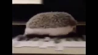 Hedgehog