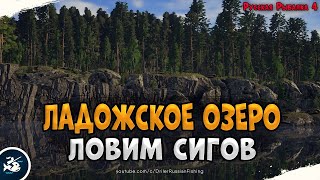 Сиги на Ладожском озере • Driler - Русская Рыбалка 4