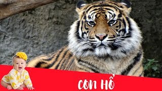 Dạy bé học nói con vật tiếng Việt | Con hổ | Dạy trẻ thông minh sớm