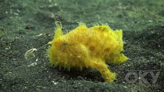 Shaggy Frogfish