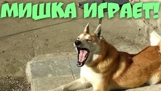 Мишка играет!