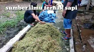 Tekhnologi pakan sapi olahan silase tingkatkan produktivitas daging