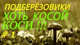 Поход за грибами 2017.В лес за подберёзовиками.Грибы.