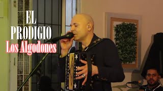 Merengue Típico Los Algodones - El Prodigio en vivo 2019