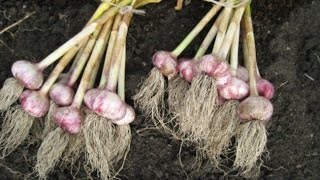 Когда Убирать Чеснок ?! И Посадка Семян Редьки. Выращивание и Уход