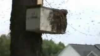 Honey Bee Swarm Trap