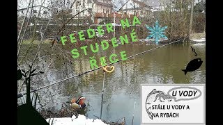 Lov na feeder na studené řece