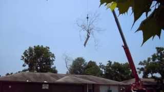Taylor Tree Co., Tree Removal with Aerial Crane, Long Beach, MS