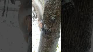 Копия лазает по обледенелому дереву / Copy climbs an icy tree