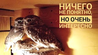 Сыч Лучик в гостях у Кутуши. Продолжение знакомства маленьких сов: что-то пошло не так