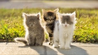 Милые животные Котята и щенята Страшные машины